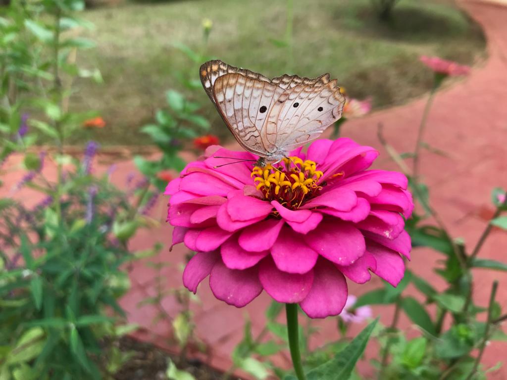 Jardim PRC Maio 2019 10